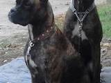 Собаки, щенята Боксер, ціна 3500 Грн., Фото