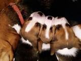 Собаки, щенята Бігль, ціна 7000 Грн., Фото