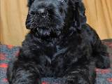 Собаки, щенята Чорний тер'єр, ціна 15000 Грн., Фото