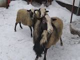 Тваринництво,  Сільгосп тварини Барани, вівці, ціна 2100 Грн., Фото