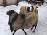 Животноводство,  Сельхоз животные Бараны, овцы, цена 2100 Грн., Фото