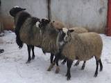 Тваринництво,  Сільгосп тварини Барани, вівці, ціна 2100 Грн., Фото