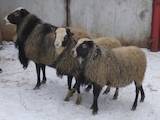 Животноводство,  Сельхоз животные Бараны, овцы, цена 2100 Грн., Фото
