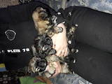 Собаки, щенята Пекінес, ціна 1000 Грн., Фото