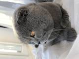 Кошки, котята Британская короткошерстная, Фото