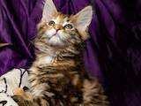 Кошки, котята Мэйн-кун, цена 9000 Грн., Фото