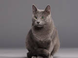 Кішки, кошенята Російська блакитна, ціна 5700 Грн., Фото