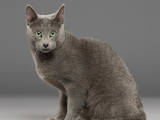 Кошки, котята Русская голубая, цена 5700 Грн., Фото