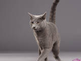 Кішки, кошенята Російська блакитна, ціна 5700 Грн., Фото