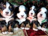 Собаки, щенки Бернская горная собака, цена 7500 Грн., Фото