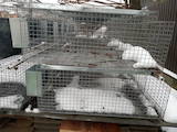 Животноводство Кролиководство, цена 3000 Грн., Фото