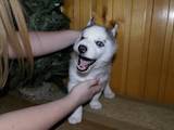 Собаки, щенята Сибірський хаськи, ціна 3200 Грн., Фото
