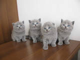 Кішки, кошенята Шотландська висловуха, ціна 1400 Грн., Фото