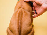 Собаки, щенки Родезийский риджбек, цена 28000 Грн., Фото