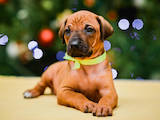 Собаки, щенята Родезійського ріджбек, ціна 28000 Грн., Фото