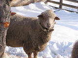 Животноводство,  Сельхоз животные Бараны, овцы, цена 2000 Грн., Фото