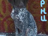 Собаки, щенята Німецька гладкошерста лягава, ціна 5500 Грн., Фото