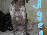 Собаки, щенки Немецкая гладкошерстная легавая, цена 5500 Грн., Фото