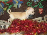 Собаки, щенята Чихуа-хуа, ціна 6500 Грн., Фото