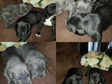 Собаки, щенки Кане Корсо, цена 14000 Грн., Фото