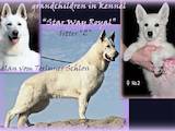 Собаки, щенята Біла Швейцарська вівчарка, ціна 15000 Грн., Фото