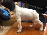 Собаки, щенята Англійський пойнтер, ціна 7000 Грн., Фото