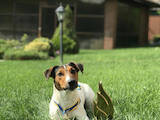 Собаки, щенята Джек Рассел тер'єр, ціна 1500 Грн., Фото