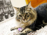 Кошки, котята Курильский бобтейл, цена 6000 Грн., Фото
