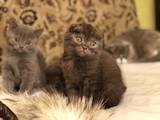 Кошки, котята Шотландская вислоухая, цена 1700 Грн., Фото