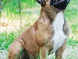 Собаки, щенки Французский бульдог, цена 11300 Грн., Фото