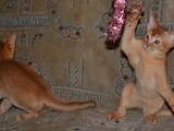 Кішки, кошенята Абіссінська, ціна 6000 Грн., Фото