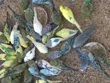 Папуги й птахи Папуги, ціна 150 Грн., Фото