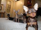 Собаки, щенята Російський гладкошерстий тойтерьер, ціна 4500 Грн., Фото