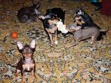 Собаки, щенята Російський гладкошерстий тойтерьер, ціна 4500 Грн., Фото