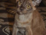 Кішки, кошенята Бурма, ціна 16000 Грн., Фото