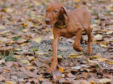 Собаки, щенки Венгерская выжла, цена 100000 Грн., Фото