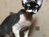 Кошки, котята Девон-рекс, цена 10000 Грн., Фото