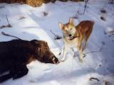 Собаки, щенята Західно-Сибірська лайка, ціна 2300 Грн., Фото