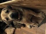 Собаки, щенята Бульмастиф, ціна 10000 Грн., Фото