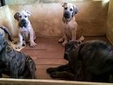 Собаки, щенки Бульмастиф, цена 10000 Грн., Фото