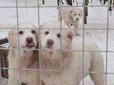 Собаки, щенки Среднеазиатская овчарка, цена 7000 Грн., Фото