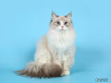 Кішки, кошенята Невськая маскарадна, ціна 10000 Грн., Фото