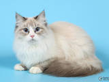 Кошки, котята Невская маскарадная, цена 10000 Грн., Фото