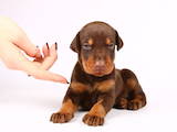 Собаки, щенята Доберман, ціна 13000 Грн., Фото