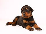 Собаки, щенки Доберман, цена 13000 Грн., Фото