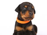 Собаки, щенята Доберман, ціна 13000 Грн., Фото