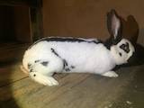 Тваринництво,  Сільгосп тварини Кролики, Нутрії, ціна 1100 Грн., Фото