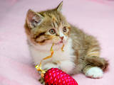 Кошки, котята Британская короткошерстная, цена 2000 Грн., Фото