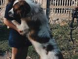 Собаки, щенята Московська сторожова, ціна 2000 Грн., Фото