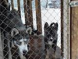 Собаки, щенята Сибірський хаськи, ціна 1800 Грн., Фото